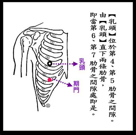 奇門穴位置|期門